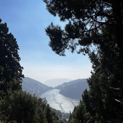 Scenic view of Nainital Lake from a hilltop viewpoint framed by tall pine trees.
