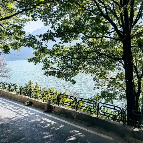 Peaceful lakeside view in Nainital with sunlight filtering through green trees along the roadside.
