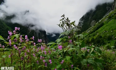 Valley Of Flower Package From Haridwar/ Rishikesh