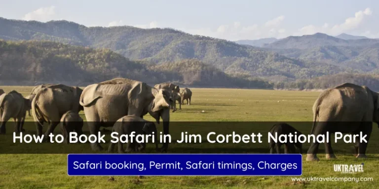 Elephants grazing in the grasslands of Jim Corbett National Park with mountains in the background during a wildlife safari.