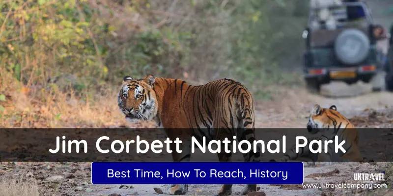 Jim Corbett National Park, Royal Bengal tigers walking on a safari trail in Jim Corbett National Park, Uttarakhand
