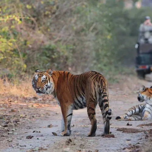 Bengal tiger walking through tall golden grasslands in Jim Corbett National Park.