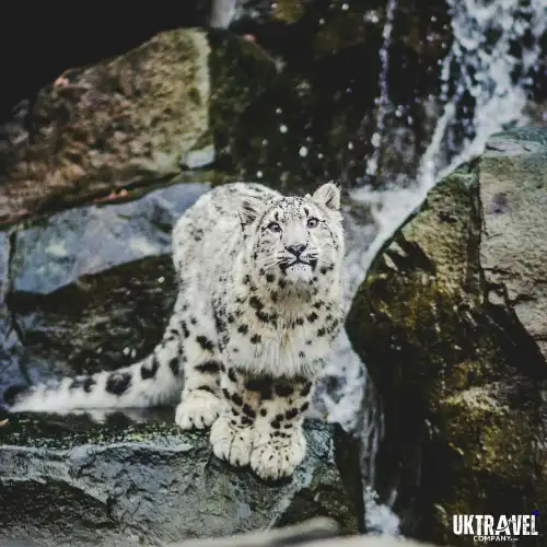 Snow leopard spotted in Uttarakhand mountains during wildlife monitoring update