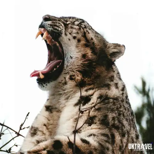 Snow leopard wildlife update from Uttarakhand tourism news