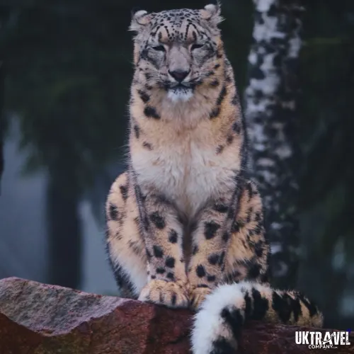 Snow leopard in Uttarakhand captured during wildlife tourism update