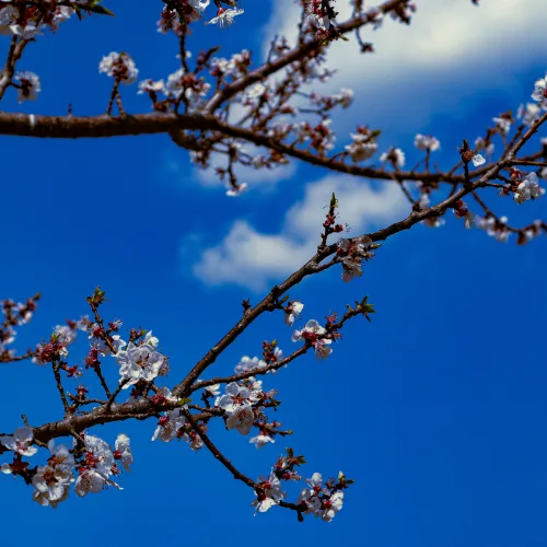 Close-up of blooming flowers on tree branches under a bright blue sky