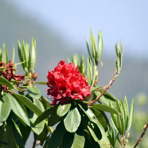 Close-up of a blooming red rhododendron flower with green leaves in Kausani
